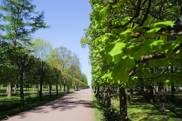 空の路地、パンデミックの間に閉鎖された公園