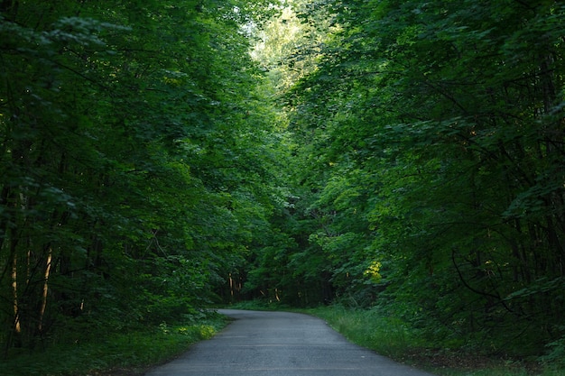 Strada asfaltata vuota nella foresta estiva colorata