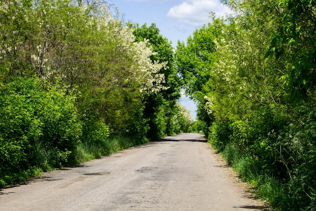 Strada asfaltata vuota attraverso alberi