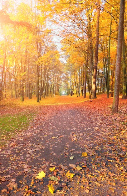 Empty Autumn alley in the park