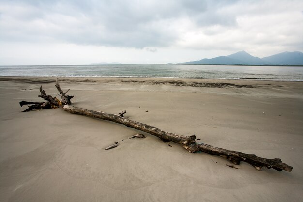 Empty beach with trunks in the sand