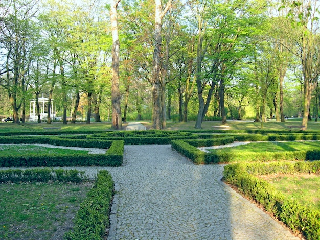 Empty beautiful park with many green trees and boxwood Summer park with place for rest