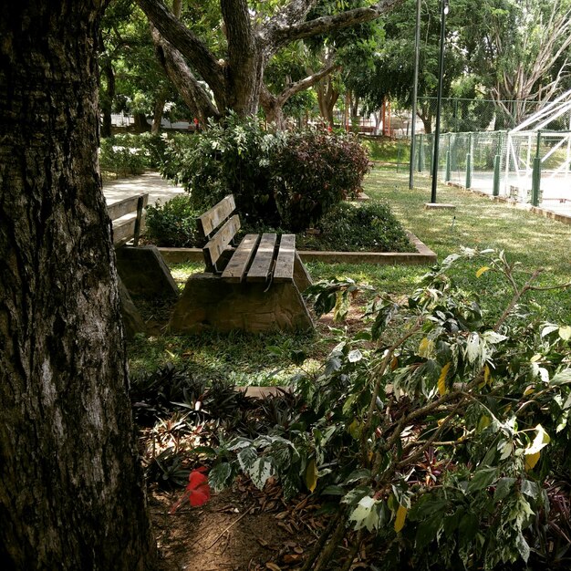 Photo empty bench amidst trees in park