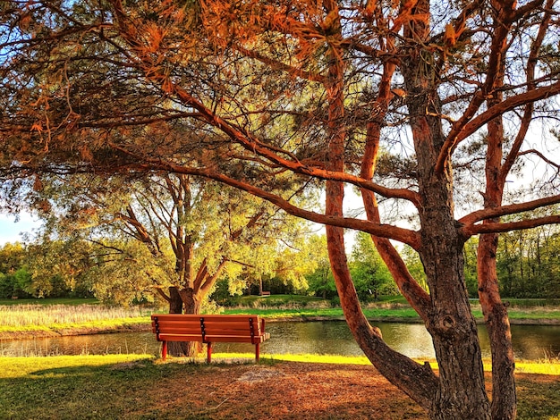 写真 秋に公園の空のベンチ