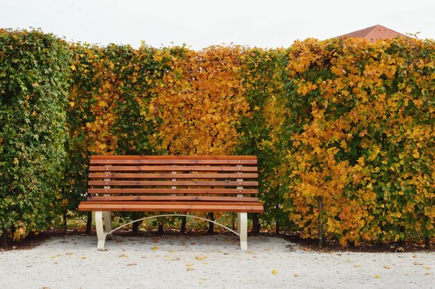 Empty bench in park during autumn