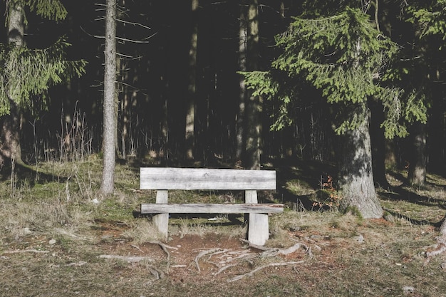 Photo empty bench in park