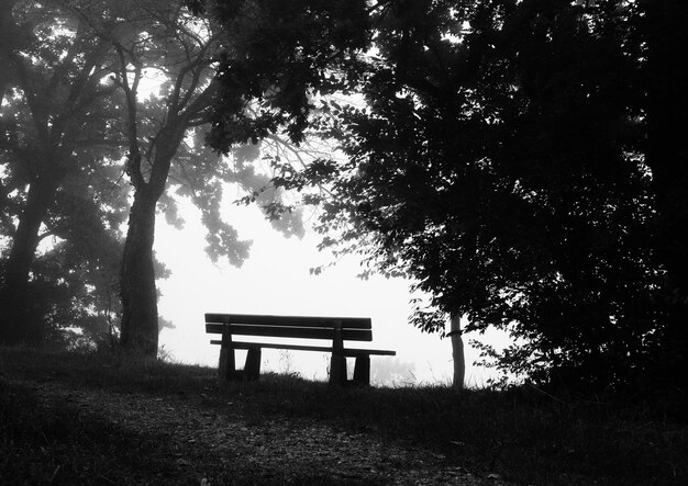 Photo empty bench in park