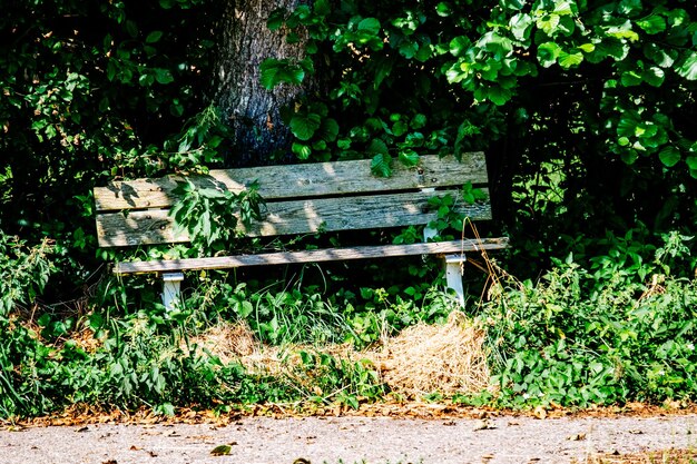 Photo empty bench in park