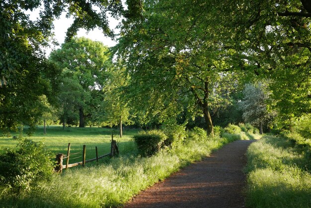 Empty benches on footpath amidst trees