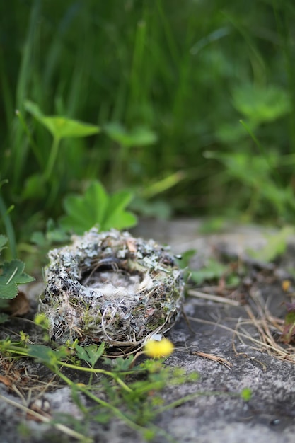 Empty bird's nest, with soft fluffy feathers. Concept of a warm comfortable home