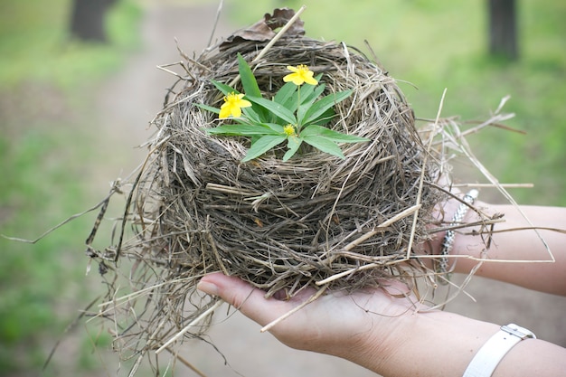 Empty birds nest close up Symbol of the family and home