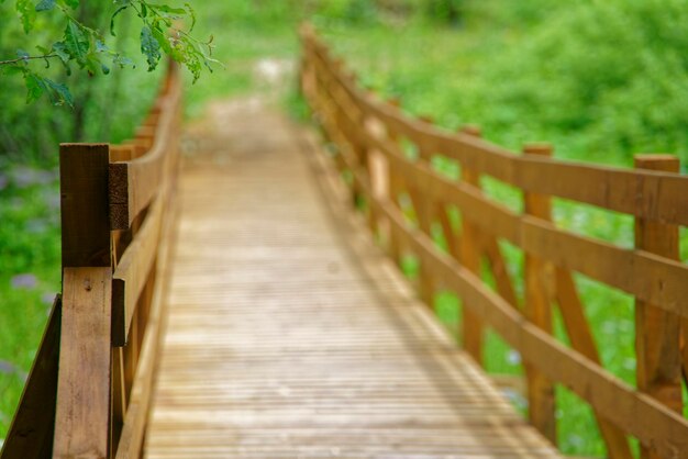 Empty boardwalk amidst plants on field