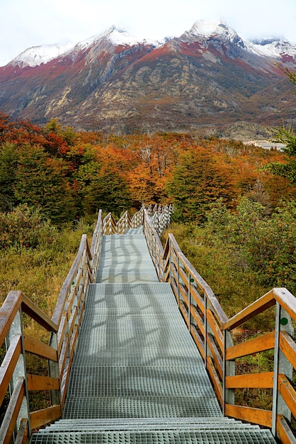 Passerella vuota tra la caduta delle foglie che conduce al punto di vista del ghiacciaio perito moreno, el calafate, patagonia, argentina