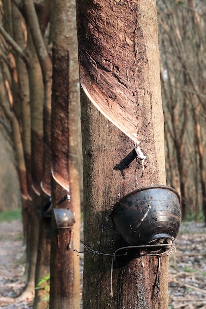 Empty bowl of para rubber trees in droughtshallow depth of\
field composition