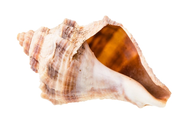 Empty brown shell of whelk mollusk isolated