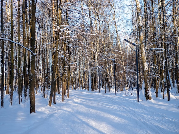 明るい晴れた日に冬の森にある空のクロスカントリースキーコース