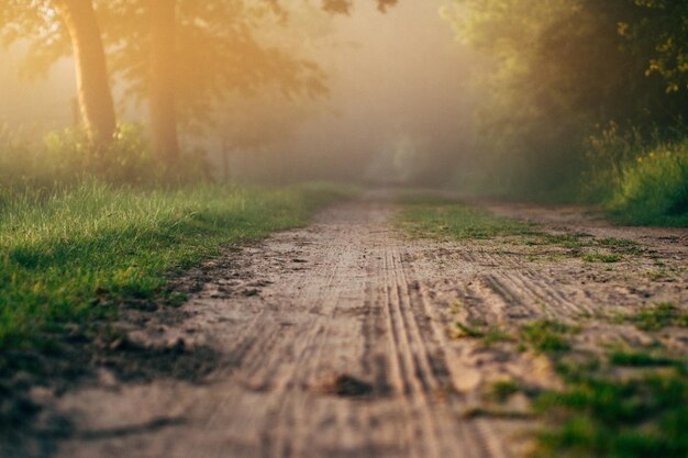 写真 霧の天候で木の間にある空の土路