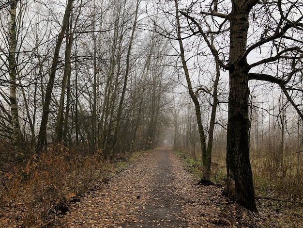 Фото Пустая грунтовая дорога, покрытая упавшими листьями среди безлистных деревьев в туманный осенний день