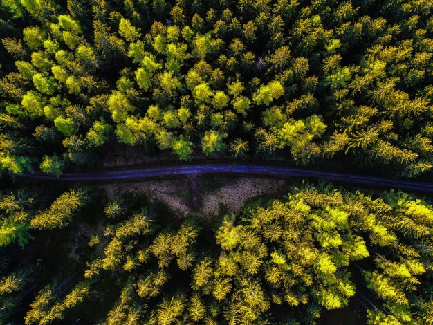 Empty dirt road in a forest at sunset