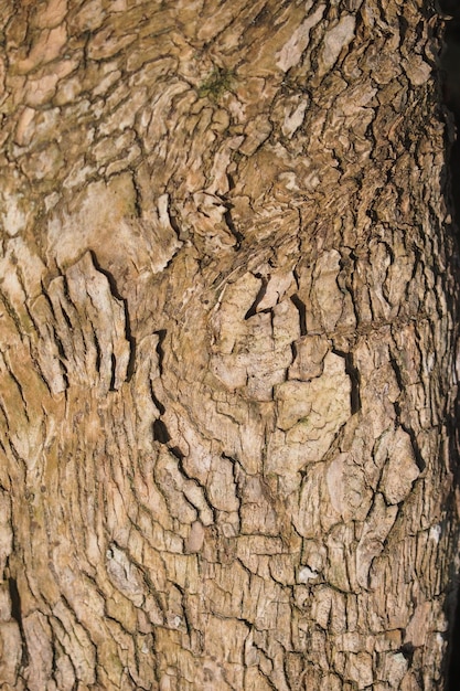 Foto fondo di struttura di legno secco vuoto