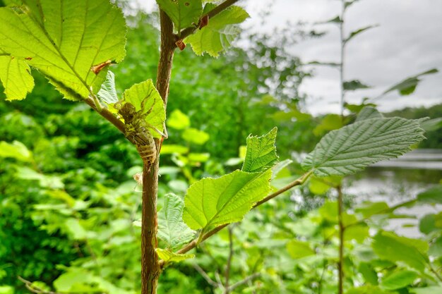 Empty exoskeletons of grasshoppers