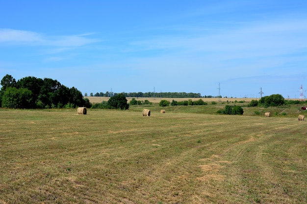 empty field with haystacks and trees and blue sky on horizon