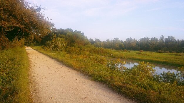 Empty footpath along trees