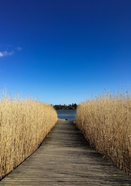 Empty footpath amidst field against clear blue sky