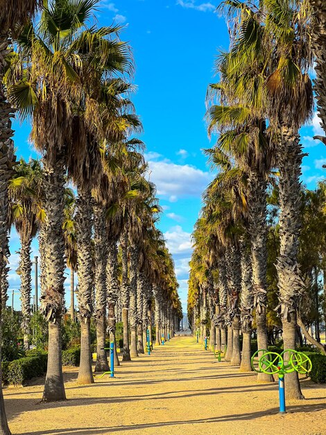 写真 空の歩道は空に向かって木々の中にあります