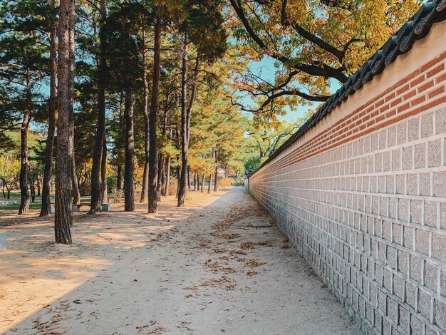 사진 가을 에 나무 들 사이 에 있는  비어 있는 산책로