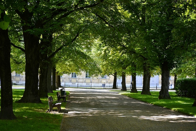 公園の木の中の空の歩道