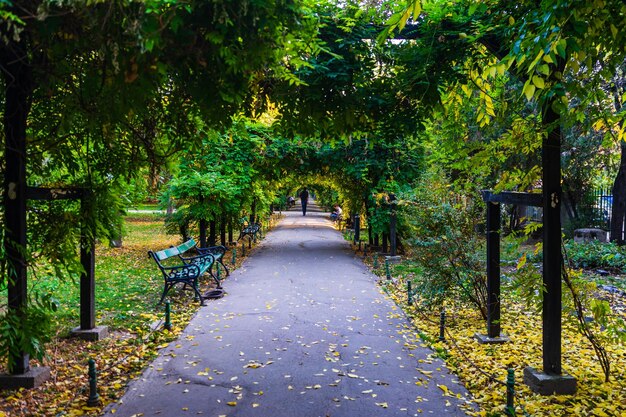 Empty footpath amidst trees in park