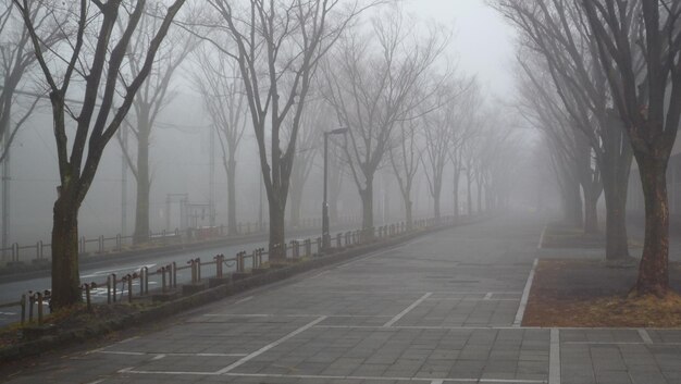 Photo empty footpath by bare trees in city