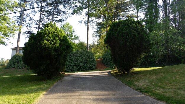 Empty footpath by plants at park