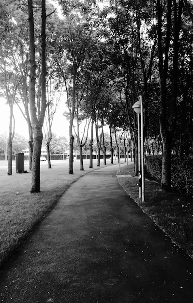 Empty footpath by trees in park