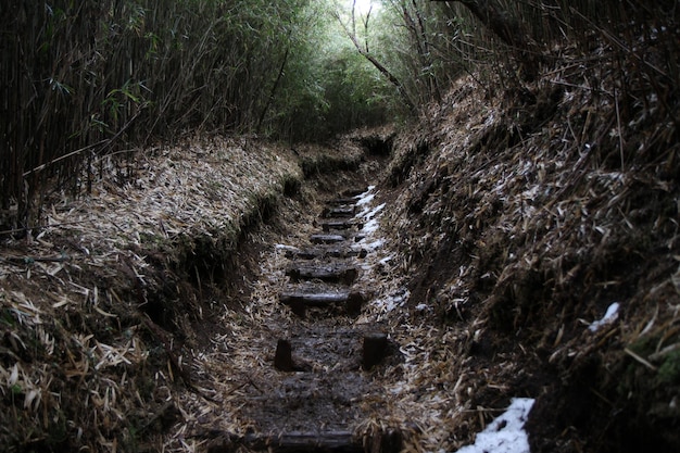 Foto sentieri escursionistici vuoti nella foresta durante l'inverno