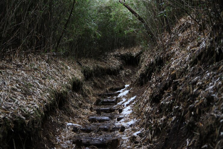Photo empty hiking trails in forest during winter