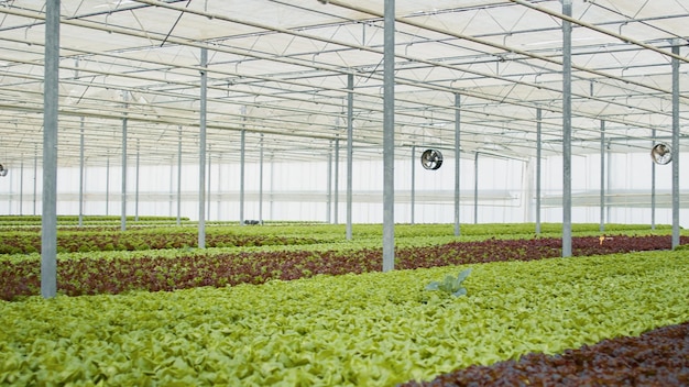 Empty hydroponic enviroment with organic food being grown with\
no pesticides for delivery to vegan restaurants or local market. no\
people in greenhouse with hydroponic system growing bio\
lettuce.