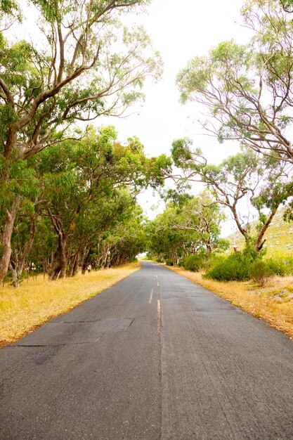 Empty open road with avenue of trees in Cape Town rural area