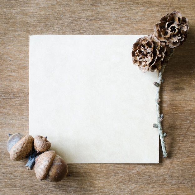 Empty Paper Sheet With Acorns and Cones.