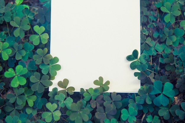 Empty paper white list on clover backdrop with sun shine