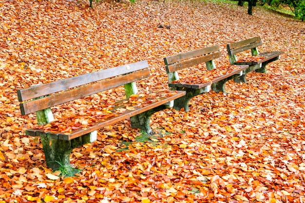 Empty park bench surrounded by autumn yellow leaves.