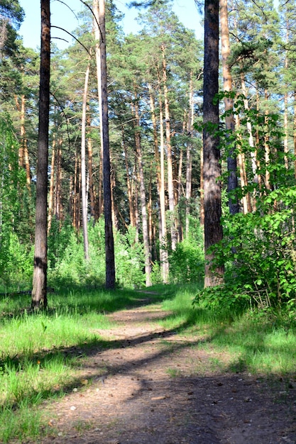 an empty path through a forest with sunlight