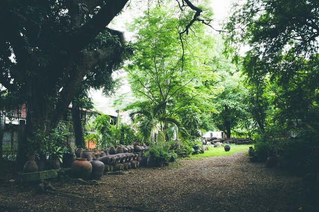 Empty pathway along trees