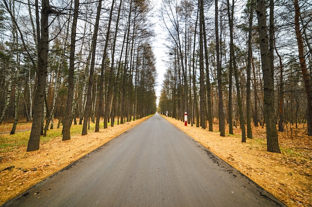 Empty paved road through the forest