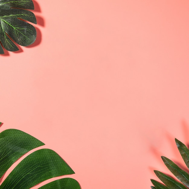 Spazio vuoto della copia rosa con foglie tropicali