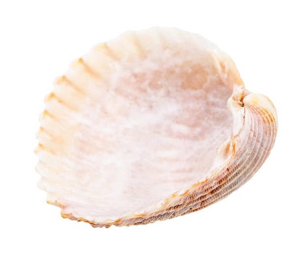 Empty pink shell of cockle isolated on white