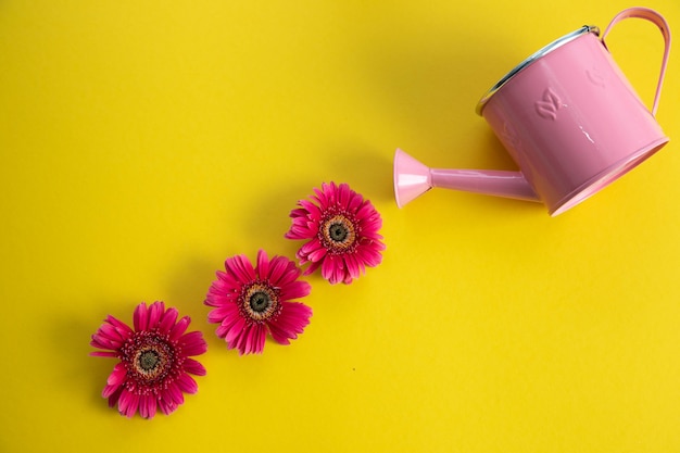 Empty pink watering can and three crimson gerbera flowers lying diagonally. 