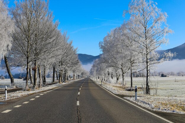 Empty road along bare trees against sky