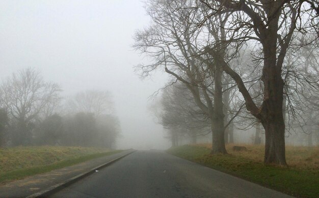 Empty road along bare trees in foggy weather